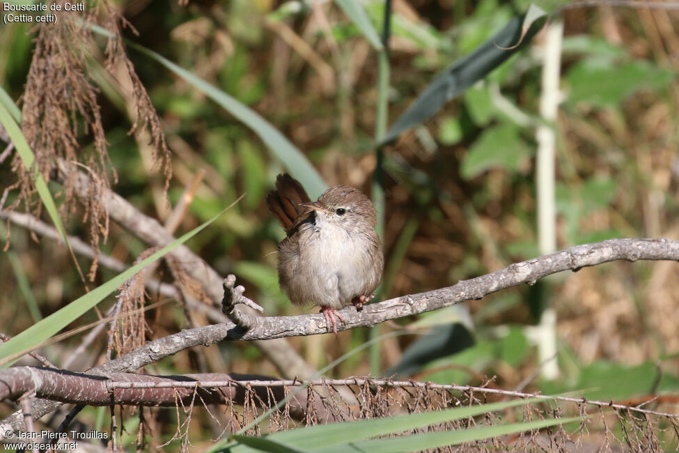 Bouscarle de Cetti