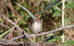 Bouscarle de Cetti