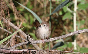 Cetti's Warbler