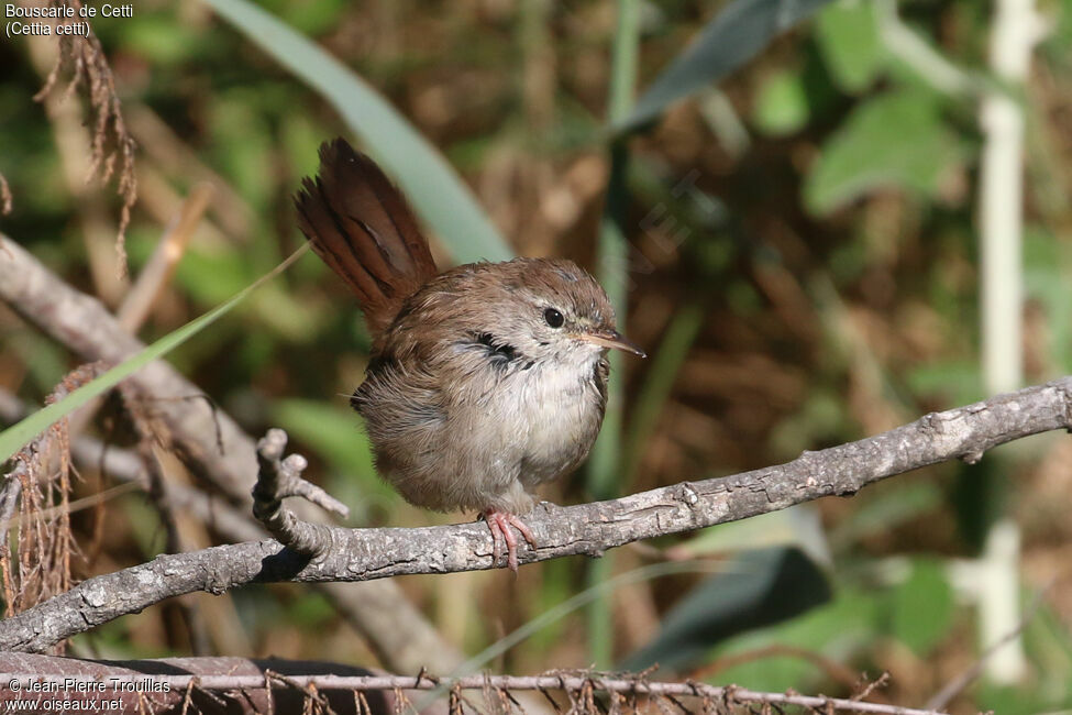 Bouscarle de Cetti