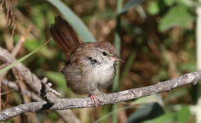 Cetti's Warbler