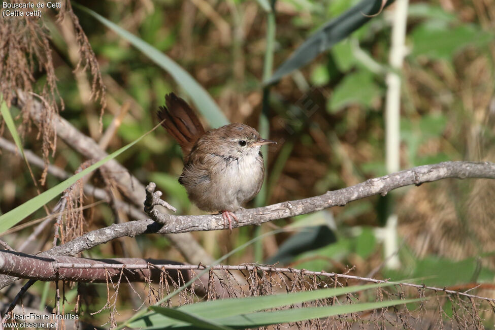 Bouscarle de Cetti