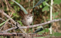 Bouscarle de Cetti