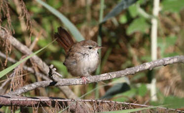 Bouscarle de Cetti