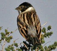 Common Reed Bunting