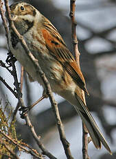 Bruant des roseaux