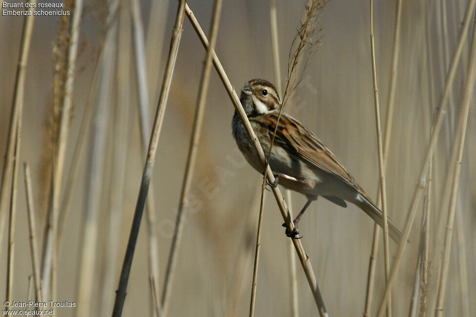 Bruant des roseaux