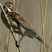 Common Reed Bunting