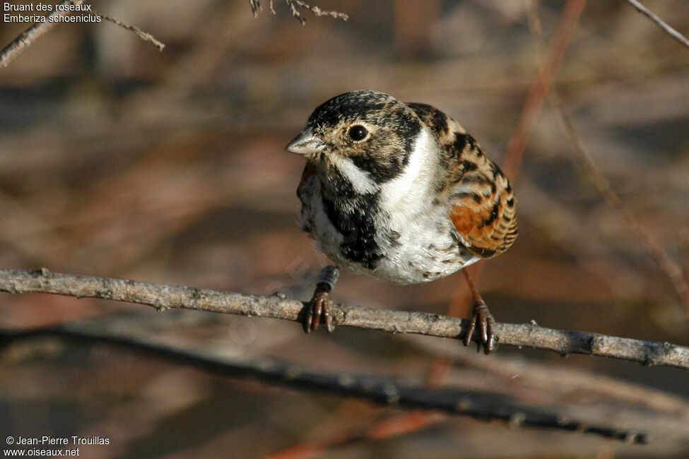 Bruant des roseaux