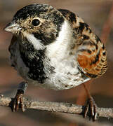 Common Reed Bunting