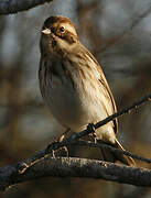 Common Reed Bunting