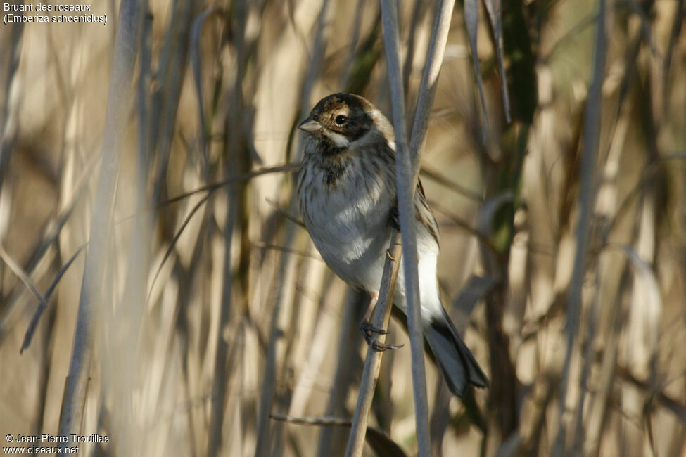 Bruant des roseaux