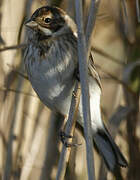 Common Reed Bunting