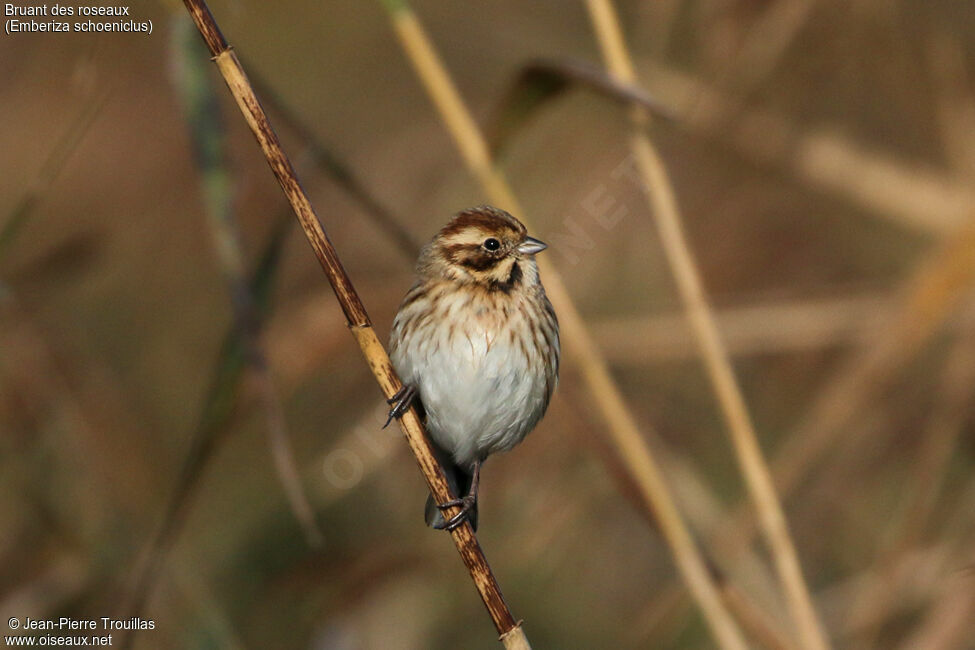 Common Reed Bunting