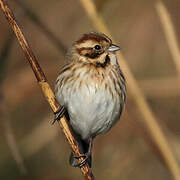 Common Reed Bunting