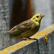 Yellowhammer