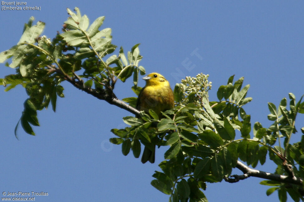 Yellowhammer