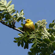 Bruant jaune