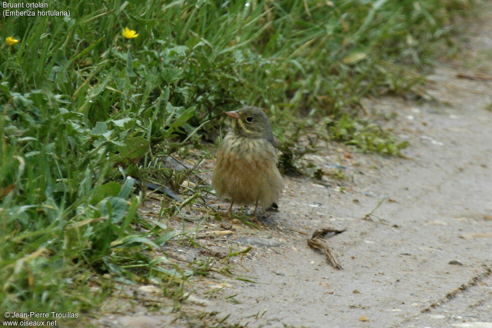 Ortolan Bunting