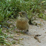 Ortolan Bunting