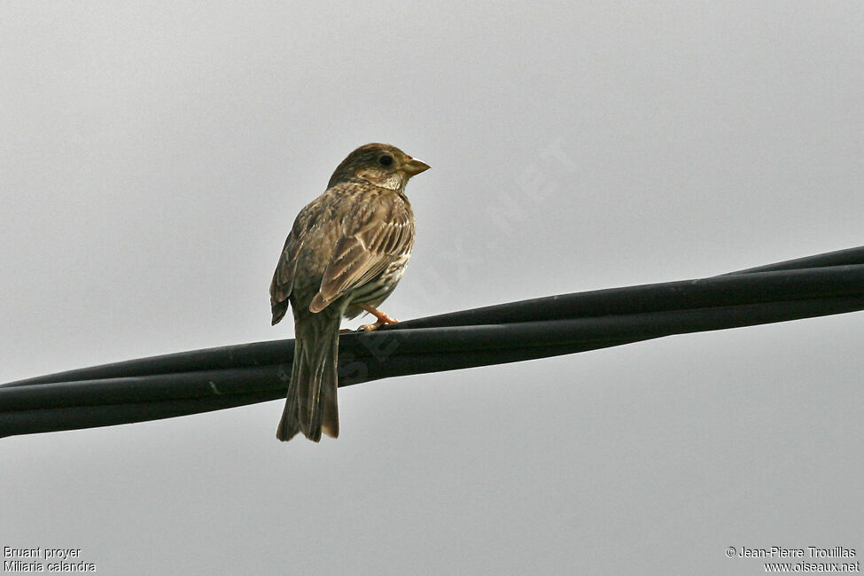 Corn Bunting