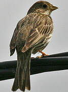 Corn Bunting