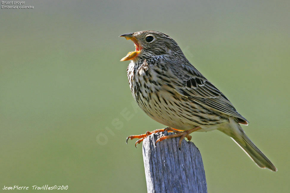 Corn Bunting