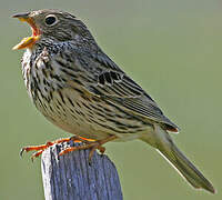 Corn Bunting