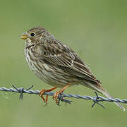 Corn Bunting