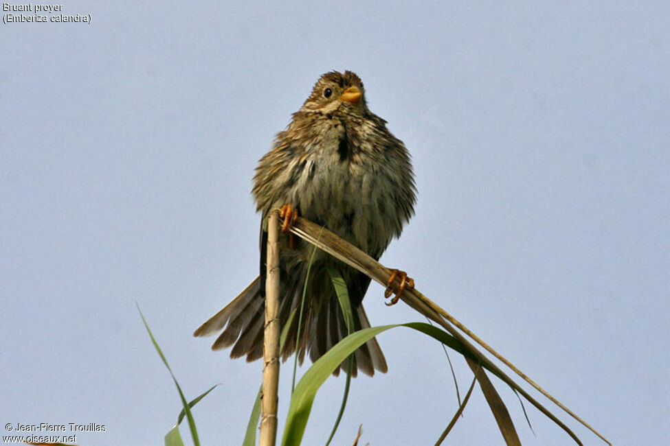 Corn Bunting