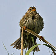 Corn Bunting