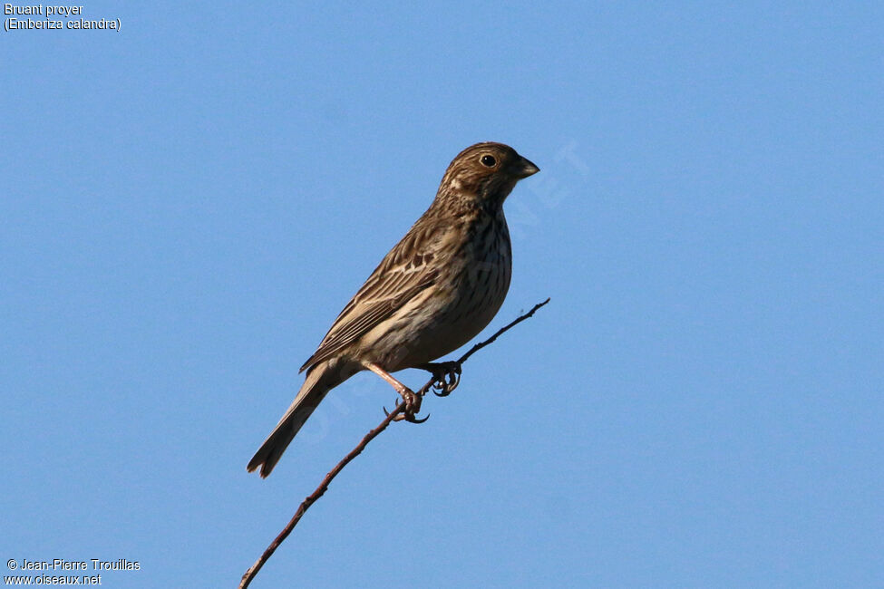 Corn Bunting