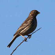 Corn Bunting