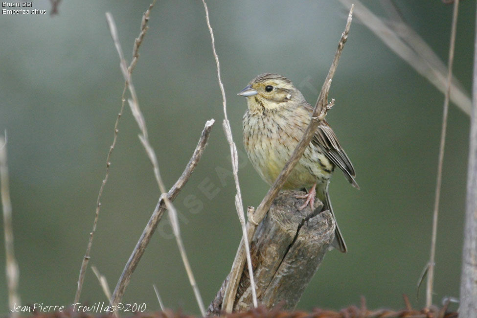 Cirl Bunting female