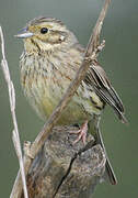 Cirl Bunting