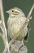 Cirl Bunting