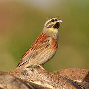 Cirl Bunting