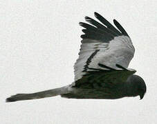 Montagu's Harrier