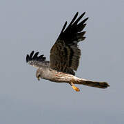 Montagu's Harrier