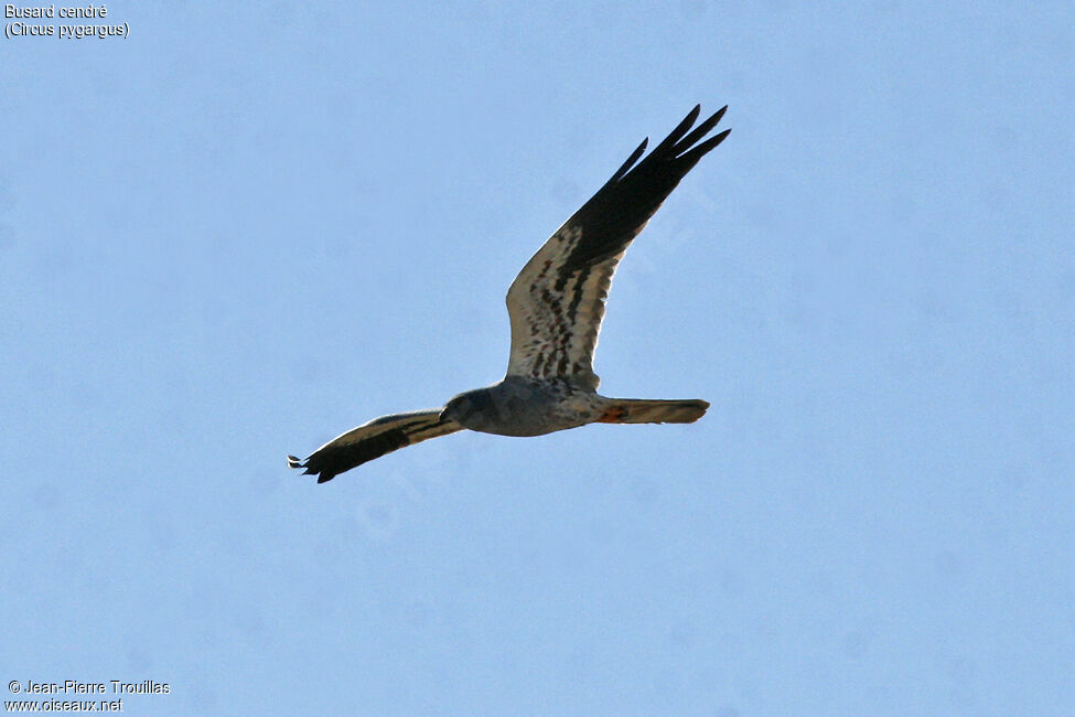 Montagu's Harrier