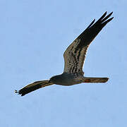 Montagu's Harrier