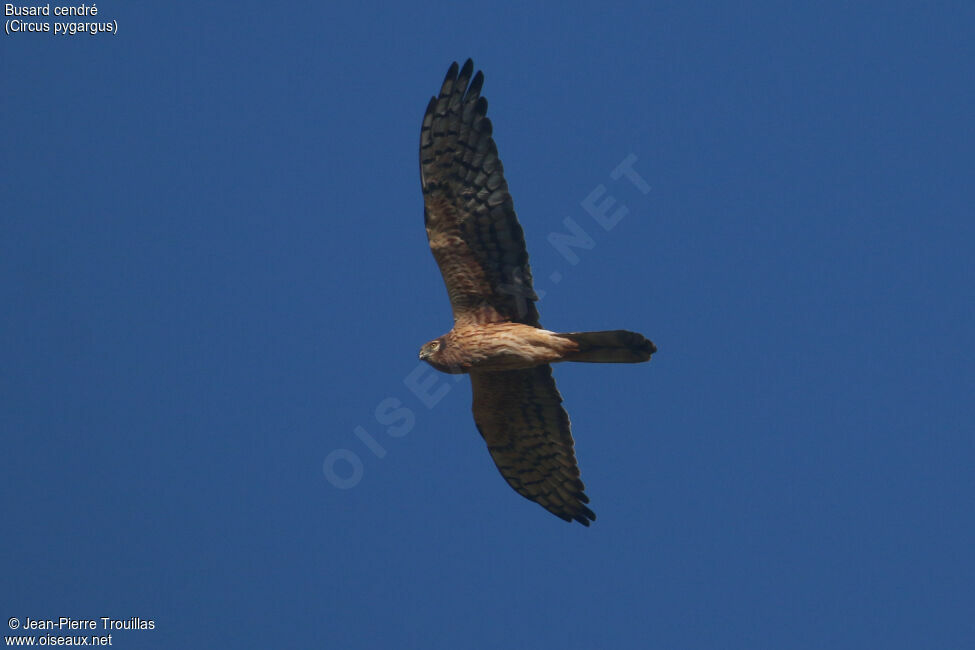 Montagu's Harrier female adult, Flight