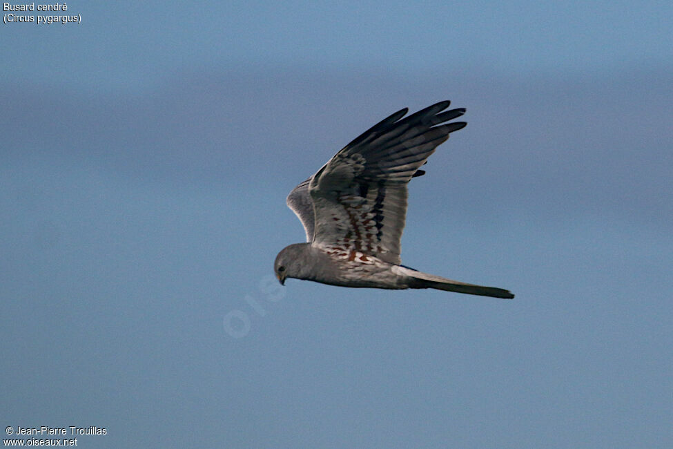 Montagu's Harrier