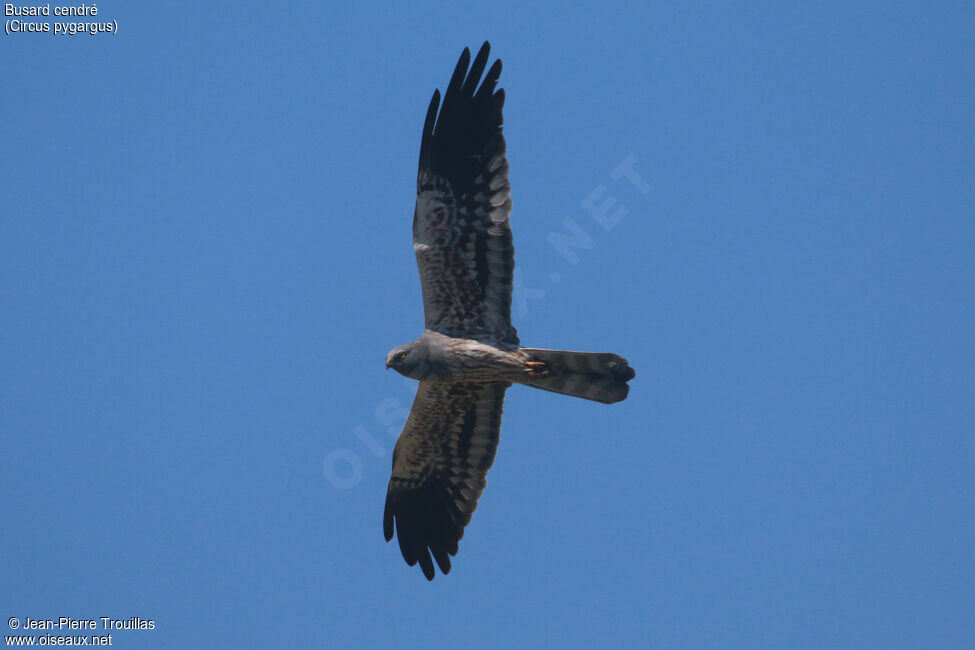 Montagu's Harrier male adult, Flight