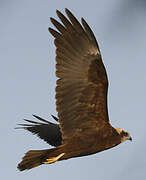 Western Marsh Harrier