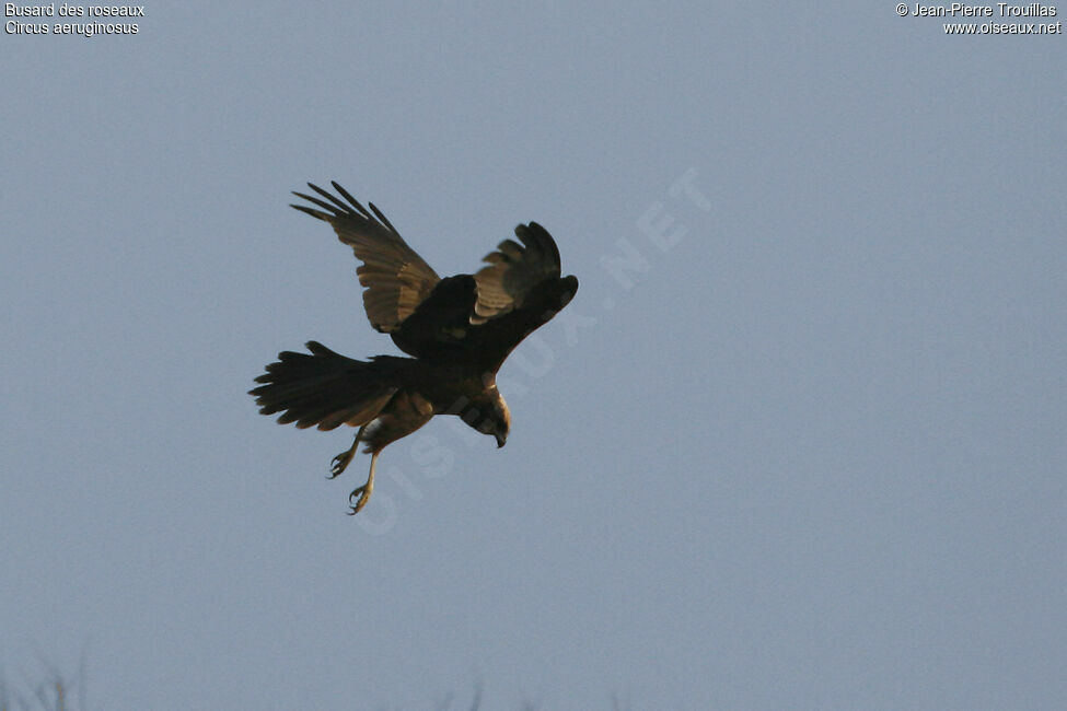 Western Marsh Harrier