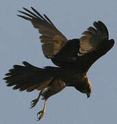 Western Marsh Harrier