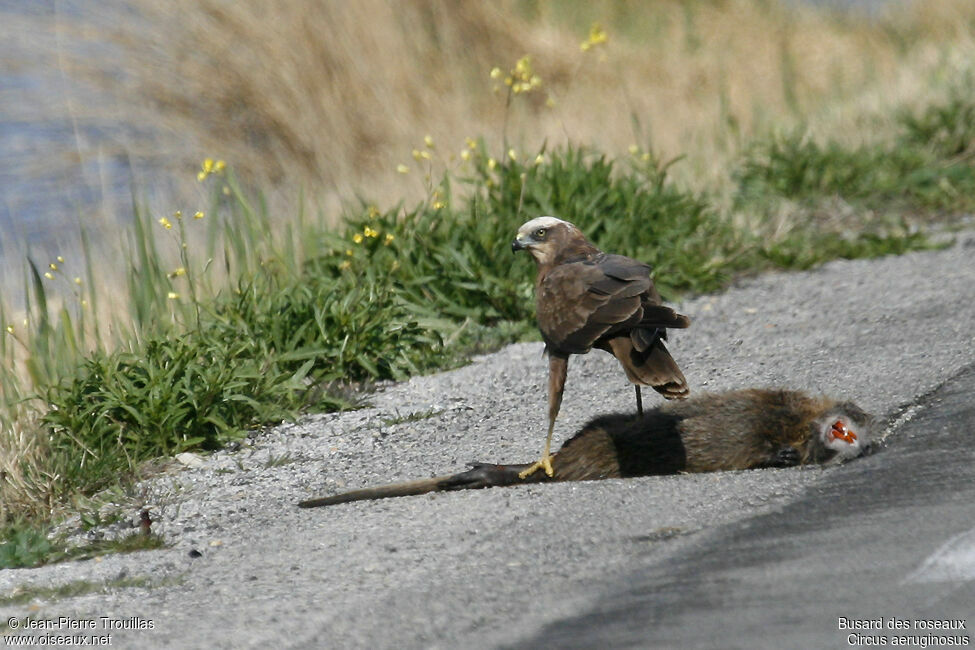 Western Marsh Harrier