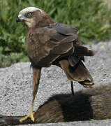 Western Marsh Harrier