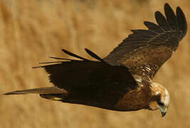 Western Marsh Harrier